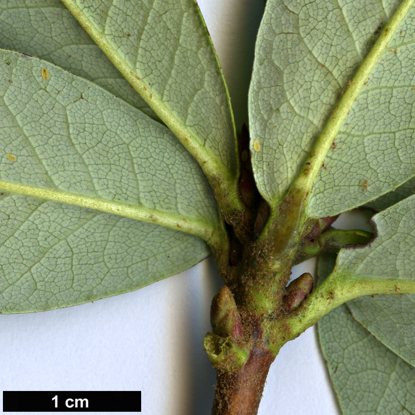 High resolution image: Family: Ericaceae - Genus: Rhododendron - Taxon: temenium - SpeciesSub: var. dealbatum